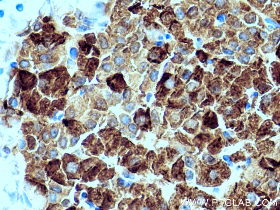 Immunohistochemistry (IHC) staining of rat pancreas tissue using Ins1 Monoclonal antibody (67284-1-Ig)