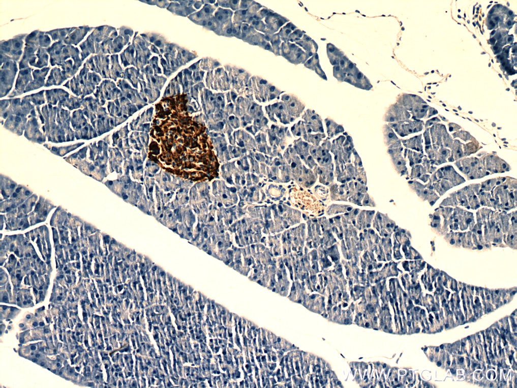 Immunohistochemistry (IHC) staining of mouse pancreas tissue using Ins1 Monoclonal antibody (67284-1-Ig)