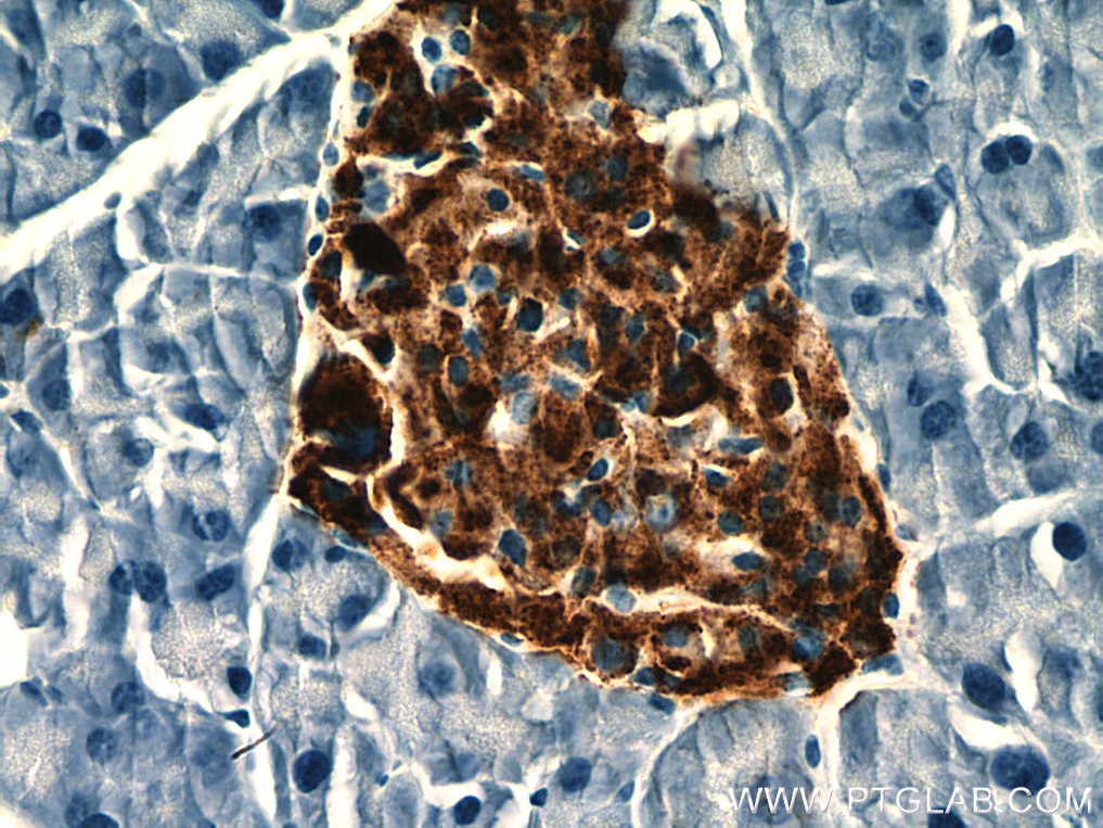 Immunohistochemistry (IHC) staining of mouse pancreas tissue using Ins1 Monoclonal antibody (67284-1-Ig)