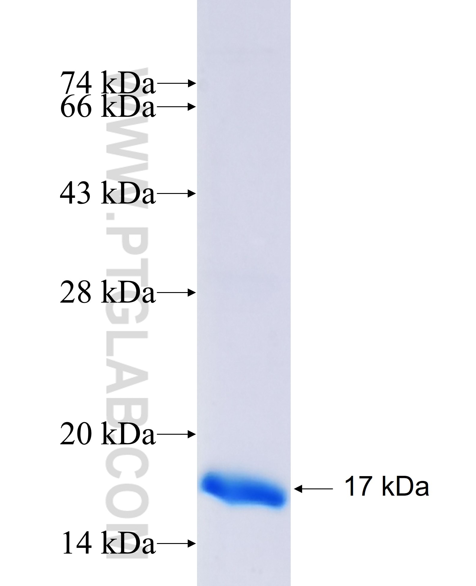 Insulin1 fusion protein Ag28809 SDS-PAGE