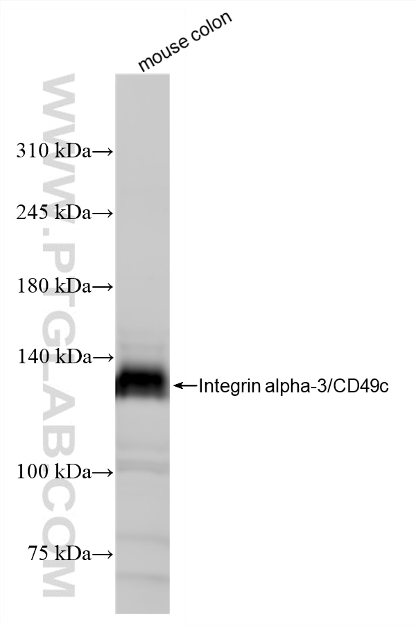 WB analysis of mouse colon using 88002-1-RR Western Blot (WB) analysis of mouse colon tissue using Integrin Alpha 3 Recombinant monoclonal antibody (88002-1-RR)