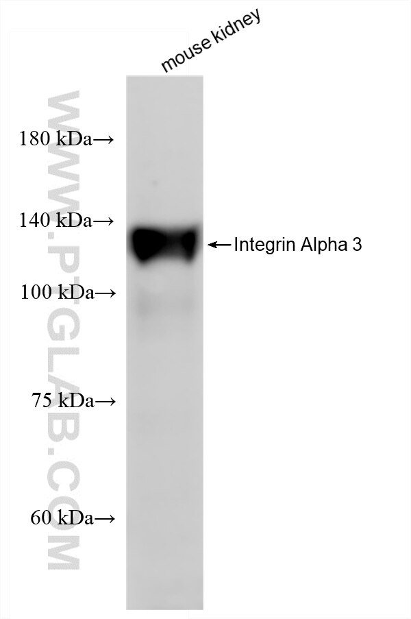 WB analysis of mouse kidney using 88002-1-RR Western Blot (WB) analysis of mouse kidney tissue using Integrin Alpha 3 Recombinant monoclonal antibody (88002-1-RR)