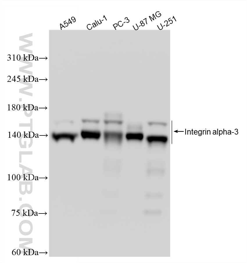 WB analysis using 88169-1-RR (same clone as 88169-1-PBS) Western Blot (WB) analysis of various lysates using Integrin Alpha 3 Recombinant monoclonal antibody (88169-1-RR)