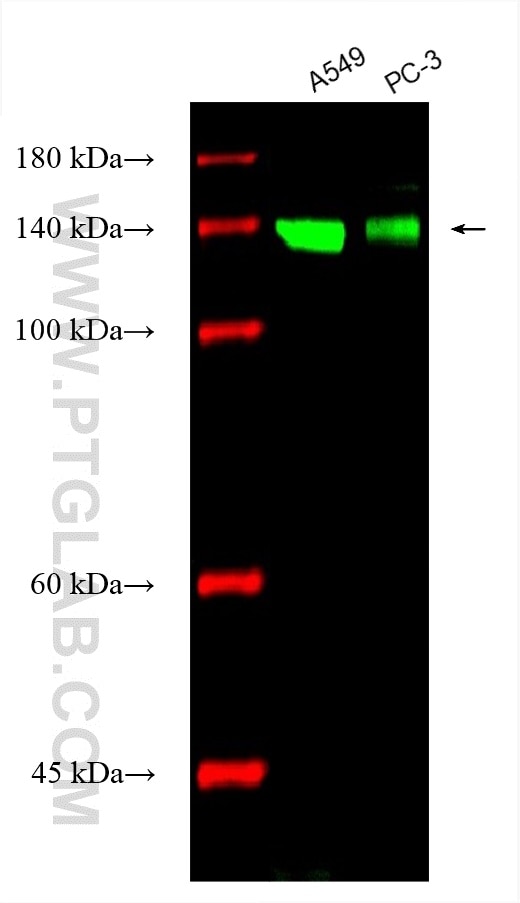 Western Blot (WB) analysis of various lysates using CoraLite® Plus 488-conjugated Integrin Alpha 3 Mon (CL488-66070)