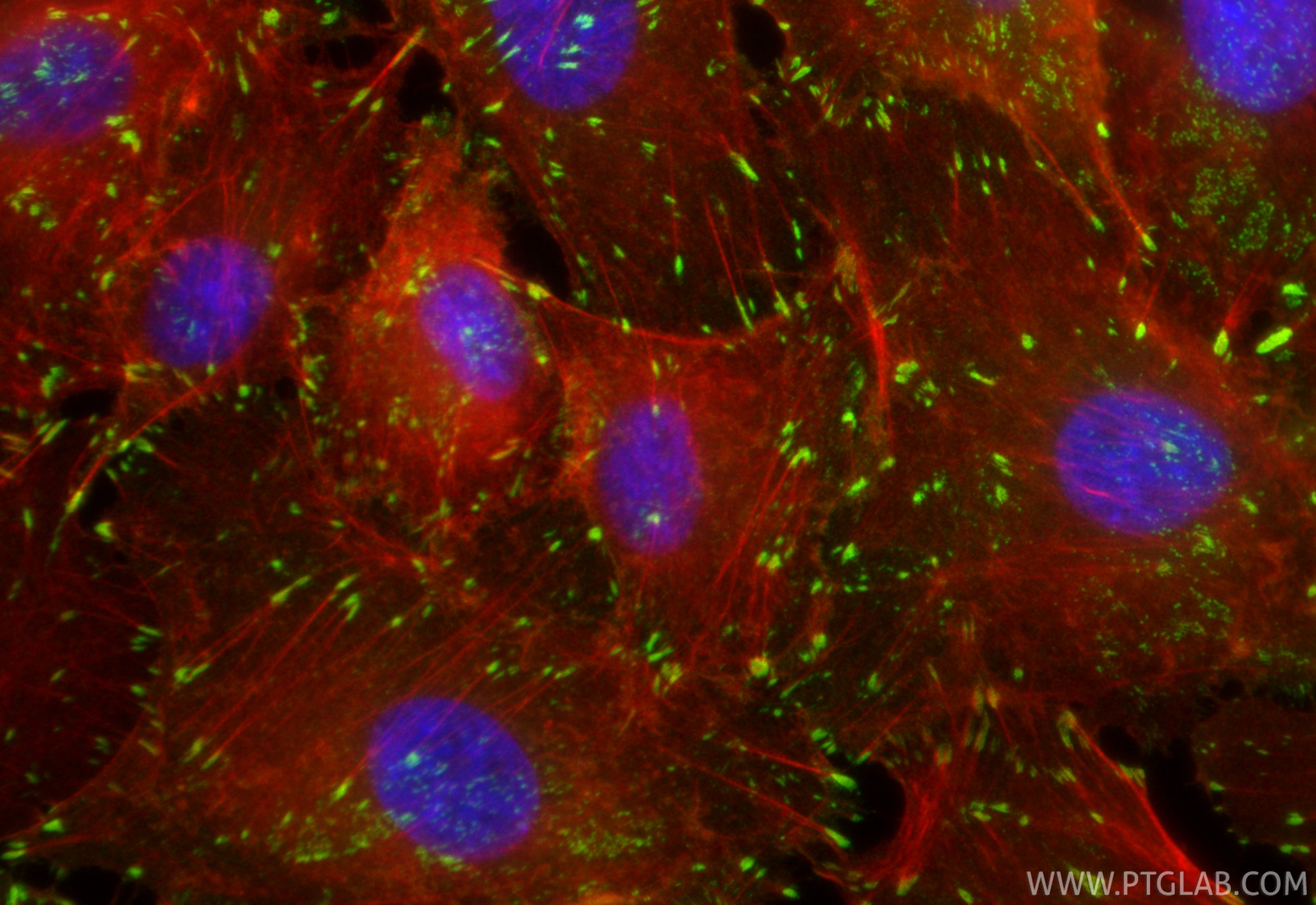 Immunofluorescence (IF) / fluorescent staining of A549 cells using CoraLite® Plus 488-conjugated Integrin Alpha V Rec (CL488-84883-5)