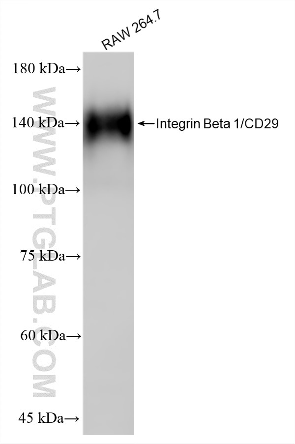 WB analysis using 87495-1-RR (same clone as 87495-1-PBS) Western Blot (WB) analysis of various lysates using Integrin Beta 1/CD29 Recombinant monoclonal antibo (87495-1-RR)