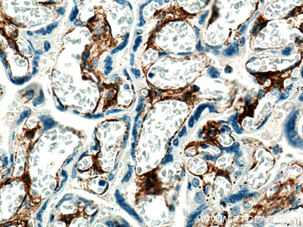 IHC staining of human placenta using 29042-1-AP