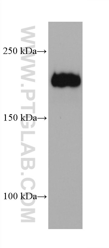 Western Blot (WB) analysis of HepG2 cells using Integrin alpha-1 Monoclonal antibody (68211-1-Ig)