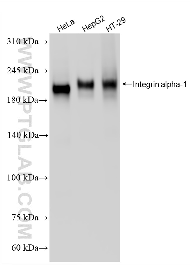 Western Blot (WB) analysis of various lysates using Integrin alpha 1 Recombinant monoclonal antibody (87056-2-RR)