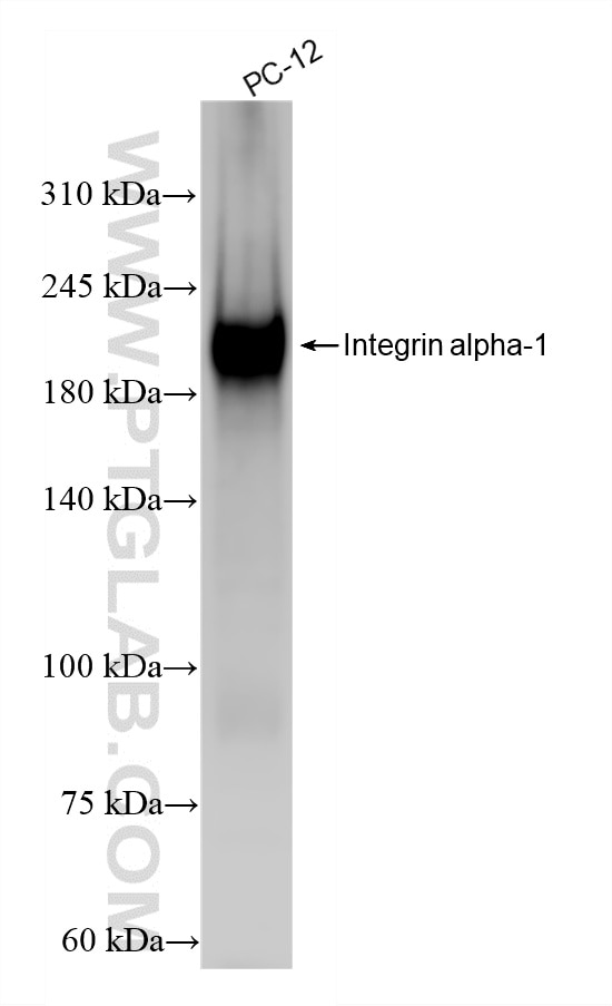 Western Blot (WB) analysis of various lysates using Integrin alpha 1/CD49a Recombinant monoclonal anti (87056-3-RR)