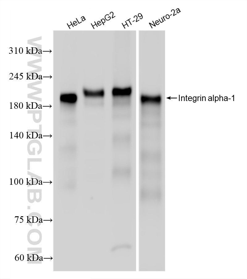 Western Blot (WB) analysis of various lysates using Integrin alpha 1/CD49a Recombinant monoclonal anti (87056-3-RR)
