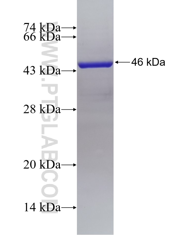 Integrin alpha-1 fusion protein Ag30613 SDS-PAGE