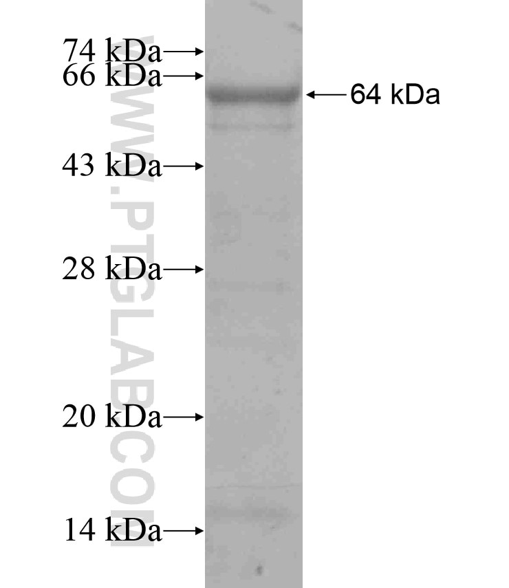 Integrin alpha-3 fusion protein Ag17293 SDS-PAGE