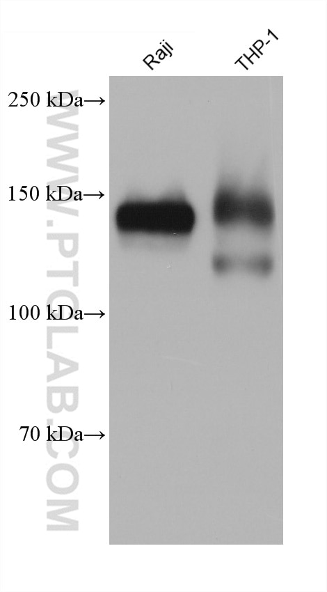 Western Blot (WB) analysis of various lysates using Integrin Alpha 4 Monoclonal antibody (67040-1-Ig)