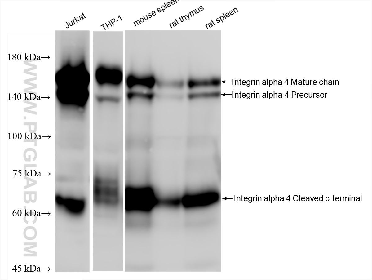 Western Blot (WB) analysis of various lysates using Integrin alpha 4 Recombinant monoclonal antibody (87464-1-RR)