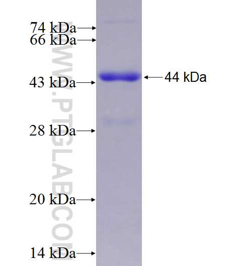 Integrin alpha-4 fusion protein Ag28024 SDS-PAGE