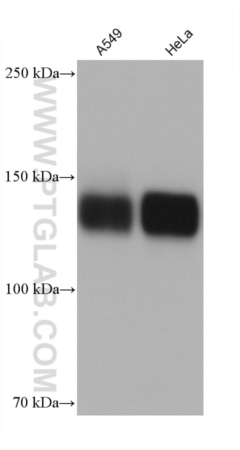 Western Blot (WB) analysis of various lysates using Integrin alpha-5 Monoclonal antibody (68561-1-Ig)