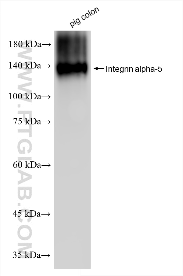 pig colon tissue was subjected to SDS PAGE followed by western blot with 84468-4-RR (Integrin alpha-5/CD49e antibody) at dilution of 1:30000 incubated at room temperature for 1.5 hours. This data was developed using the same antibody clone with 84468-4-PBS in a different storage buffer formulation. Western Blot (WB) analysis of pig colon tissue using Integrin alpha-5/CD49e Recombinant monoclonal anti (84468-4-RR)