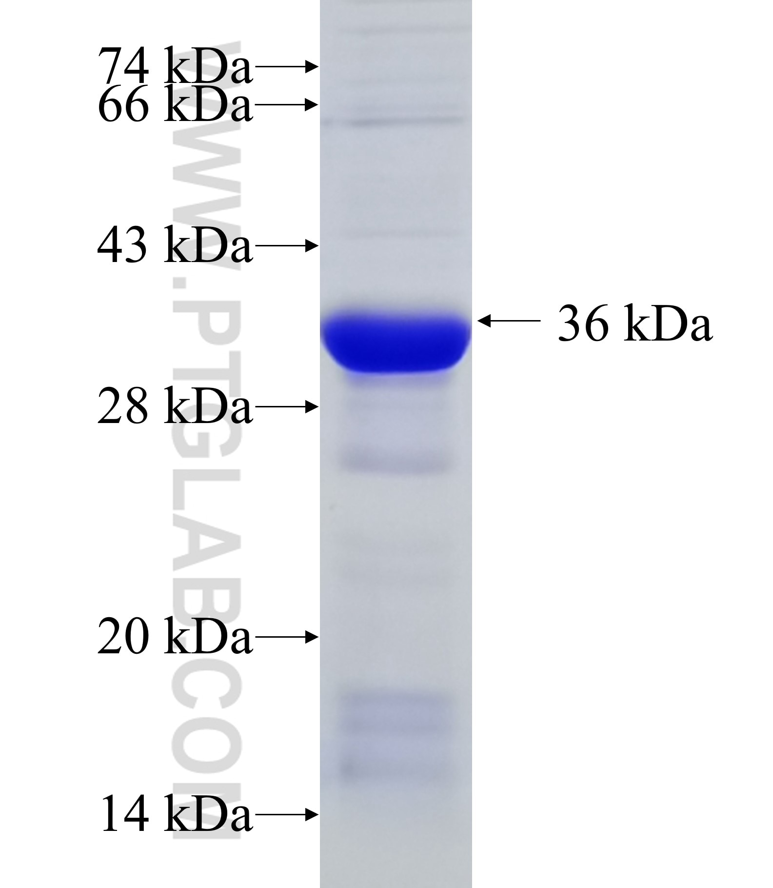 Integrin alpha-5 fusion protein Ag33642 SDS-PAGE