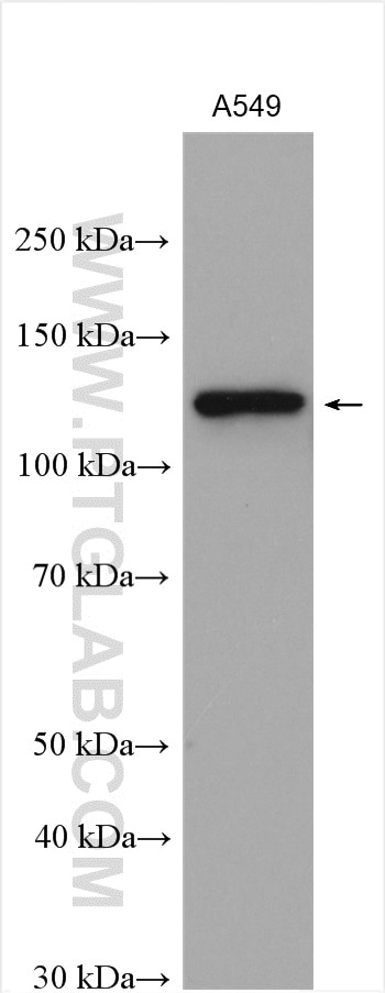 Western Blot (WB) analysis of various lysates using Integrin Alpha 6 Polyclonal antibody (27189-1-AP)
