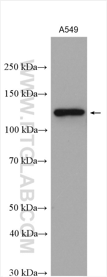 Western Blot (WB) analysis of various lysates using Integrin Alpha 6 Polyclonal antibody (27189-1-AP)