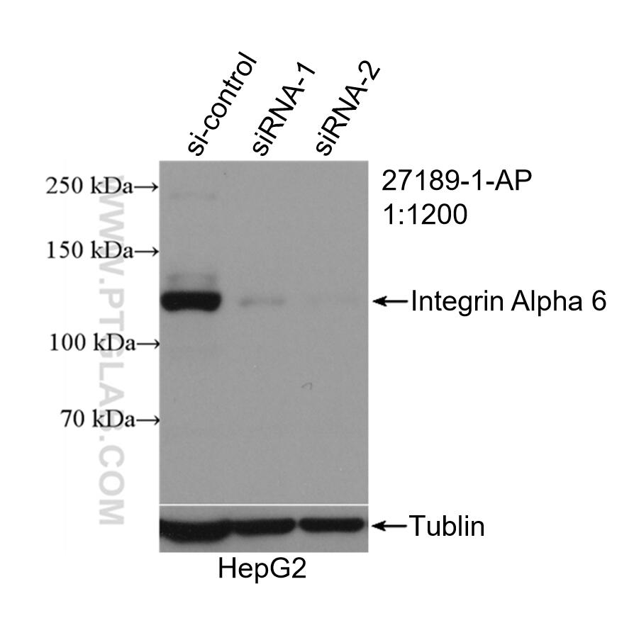 Western Blot (WB) analysis of HepG2 cells using Integrin Alpha 6 Polyclonal antibody (27189-1-AP)