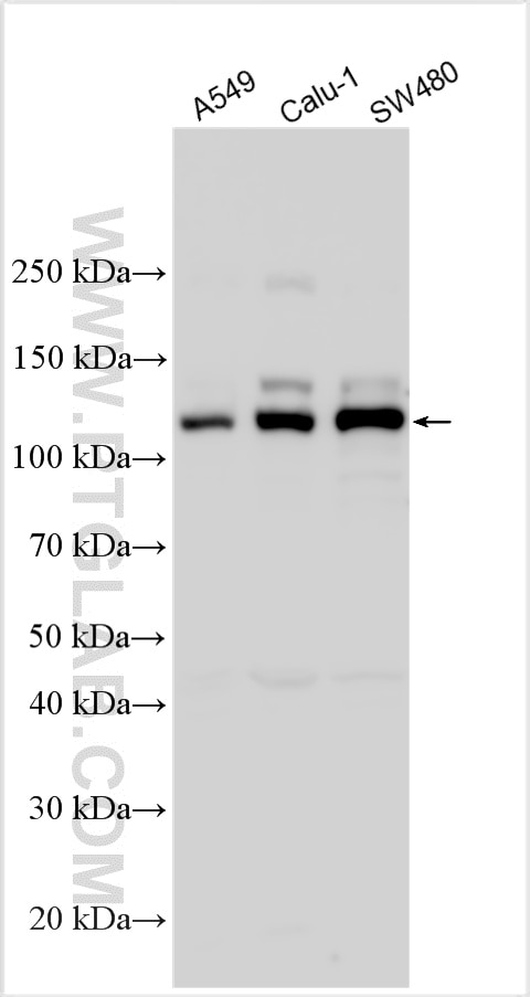 Western Blot (WB) analysis of various lysates using Integrin alpha 6 Polyclonal antibody (27189-1-AP)