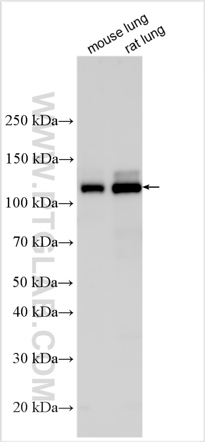 Western Blot (WB) analysis of various lysates using Integrin alpha 6 Polyclonal antibody (27189-1-AP)