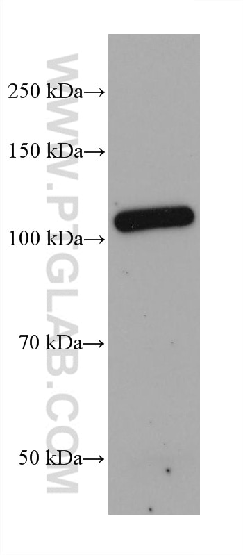 Western Blot (WB) analysis of human placenta tissue using Integrin Alpha 6 Monoclonal antibody (66906-1-Ig)