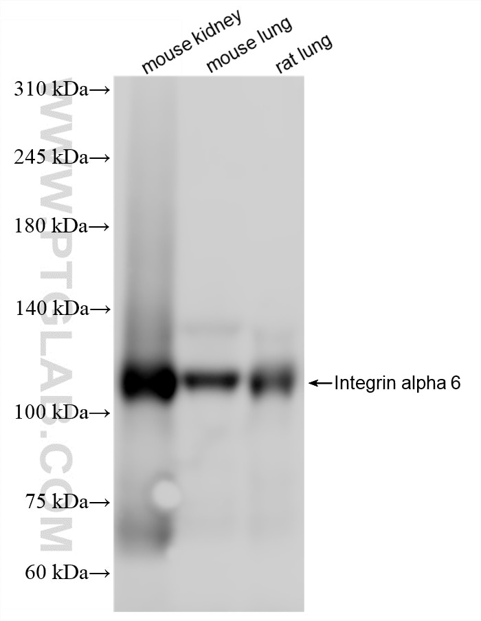 WB analysis using 87382-2-RR Western Blot (WB) analysis of various lysates using Integrin alpha 6 Recombinant monoclonal antibody (87382-2-RR)