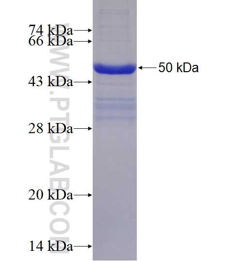 Integrin alpha-6 fusion protein Ag25835 SDS-PAGE