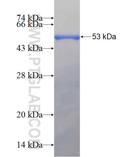Integrin alpha-6 fusion protein Ag16335 SDS-PAGE