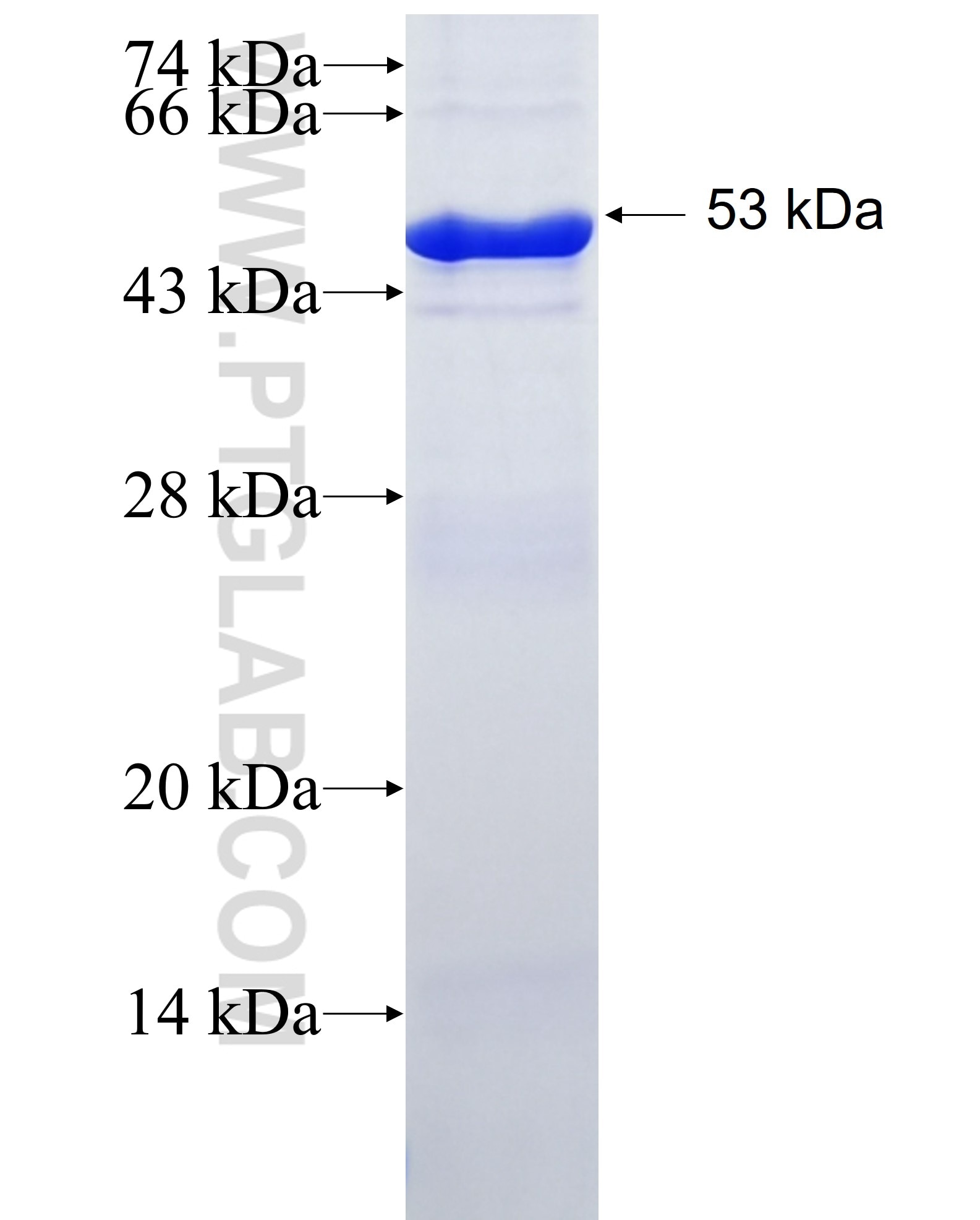 Integrin alpha-6 fusion protein Ag16335 SDS-PAGE