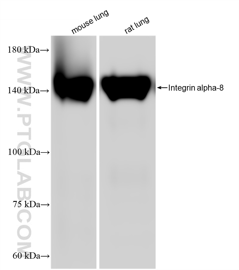 WB analysis using 87408-1-RR Western Blot (WB) analysis of various lysates using Integrin alpha-8 Recombinant monoclonal antibody (87408-1-RR)