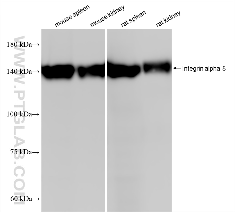 WB analysis using 87408-1-RR Western Blot (WB) analysis of various lysates using Integrin alpha-8 Recombinant monoclonal antibody (87408-1-RR)