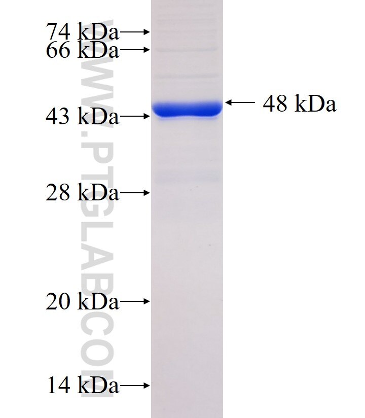 Integrin alpha-8 fusion protein Ag33507 SDS-PAGE