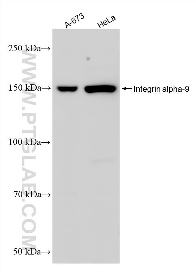 WB analysis using 28348-1-AP Western Blot (WB) analysis of various lysates using Integrin alpha-9 Polyclonal antibody (28348-1-AP)