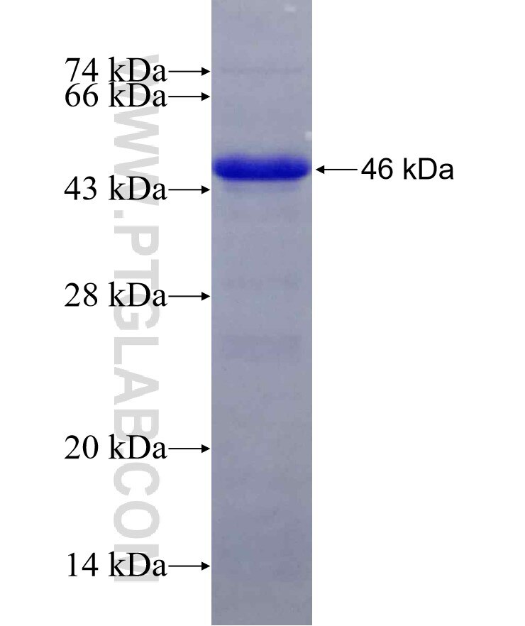 Integrin alpha-E fusion protein Ag27410 SDS-PAGE