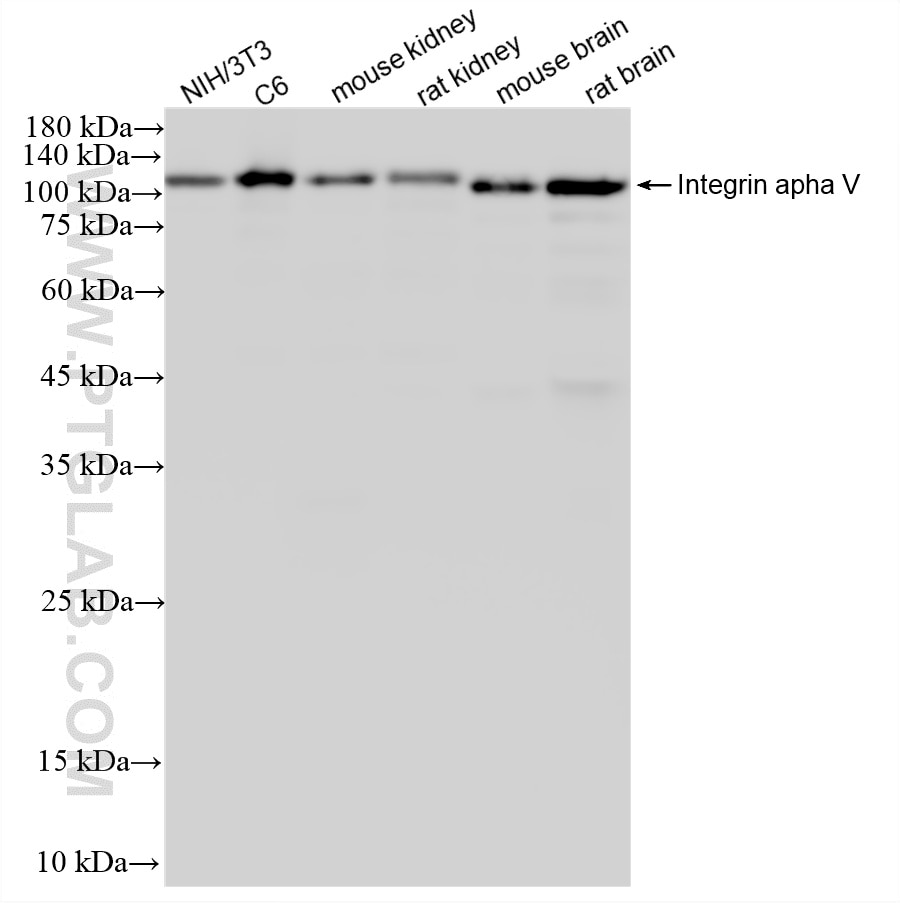Integrin Wb Integrin apha V antibody (87539-1-PBS) | Proteintech