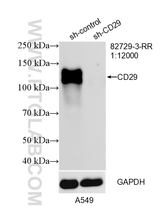 Western Blot (WB) analysis of A549 cells using Integrin Beta 1/CD29 Recombinant monoclonal antibo (82729-3-RR)