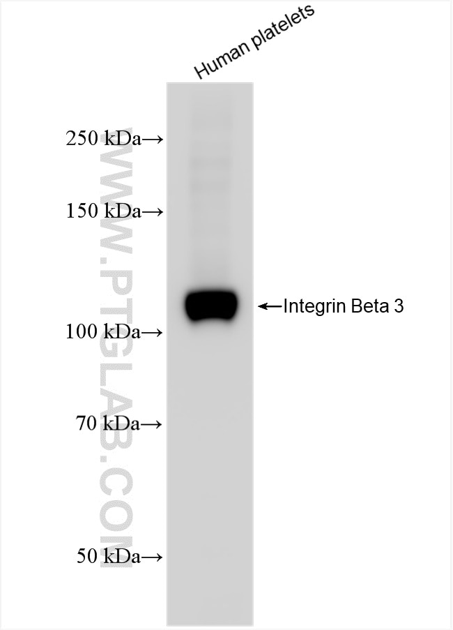 Integrin beta-3