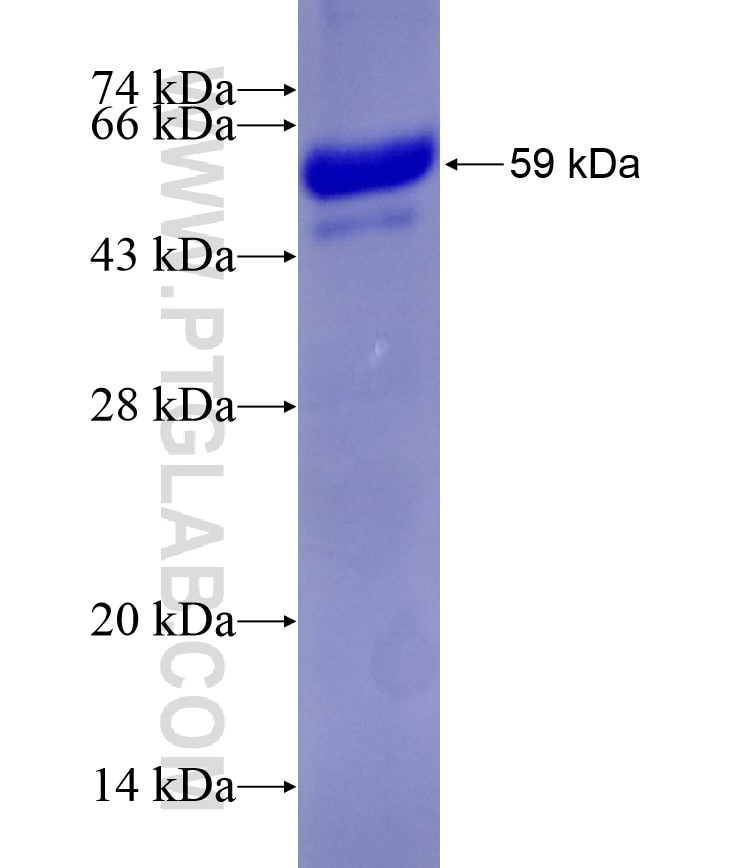 Integrin beta-6 fusion protein Ag16319 SDS-PAGE