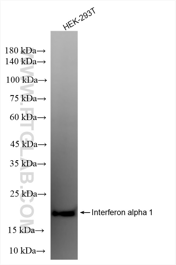Western Blot (WB) analysis of HEK-293T cells using Interferon alpha 1/IFNA1 Recombinant antibody (83684-6-RR)