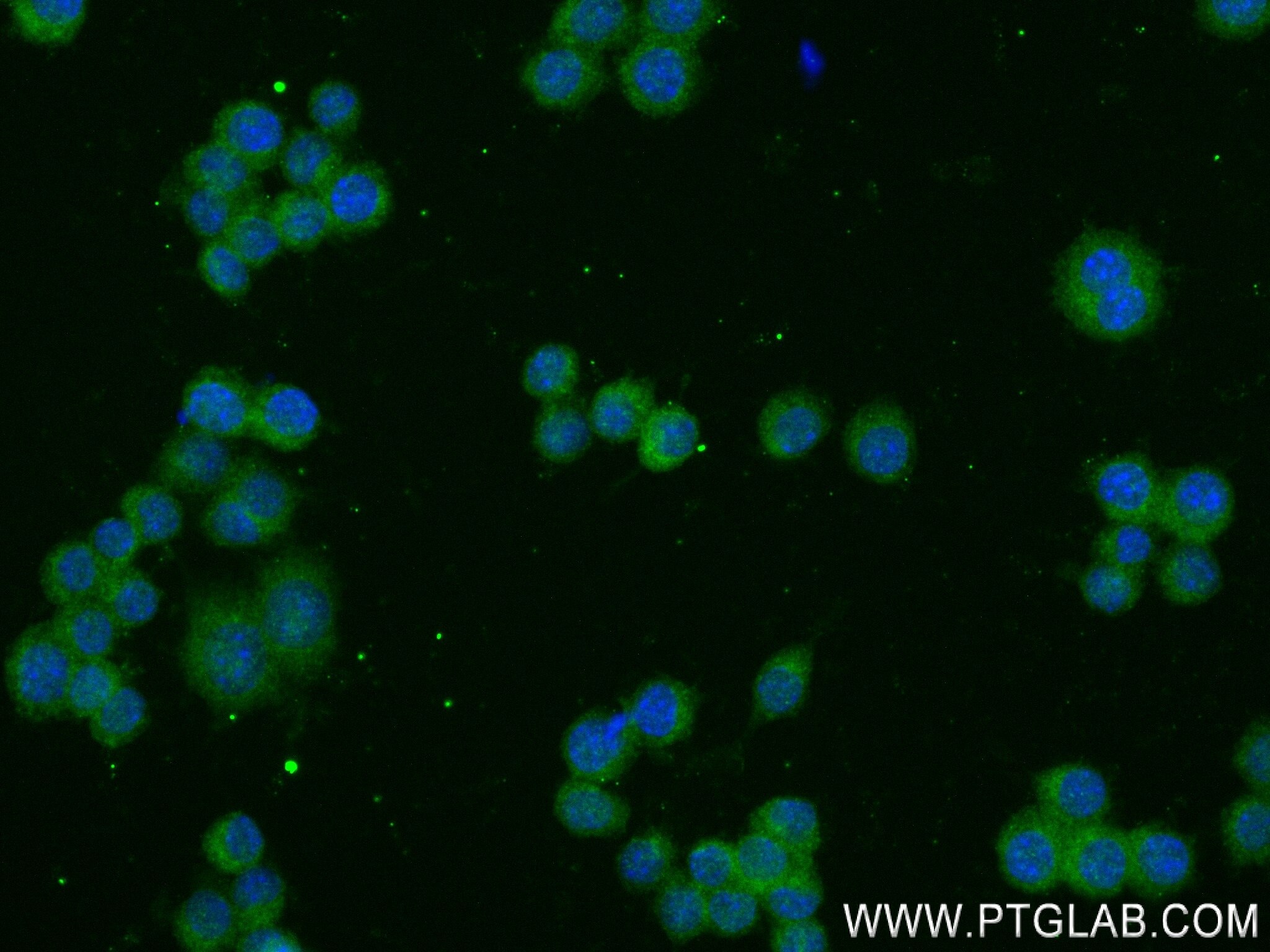 Immunofluorescence (IF) / fluorescent staining of RAW 264.7 cells using Interferon alpha 1/IFNA1 Recombinant antibody (83684-7-RR)