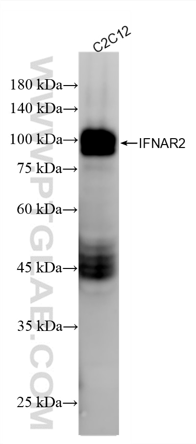 Western Blot (WB) analysis of C2C12 cells using IFNAR2 Recombinant monoclonal antibody (87764-2-RR)