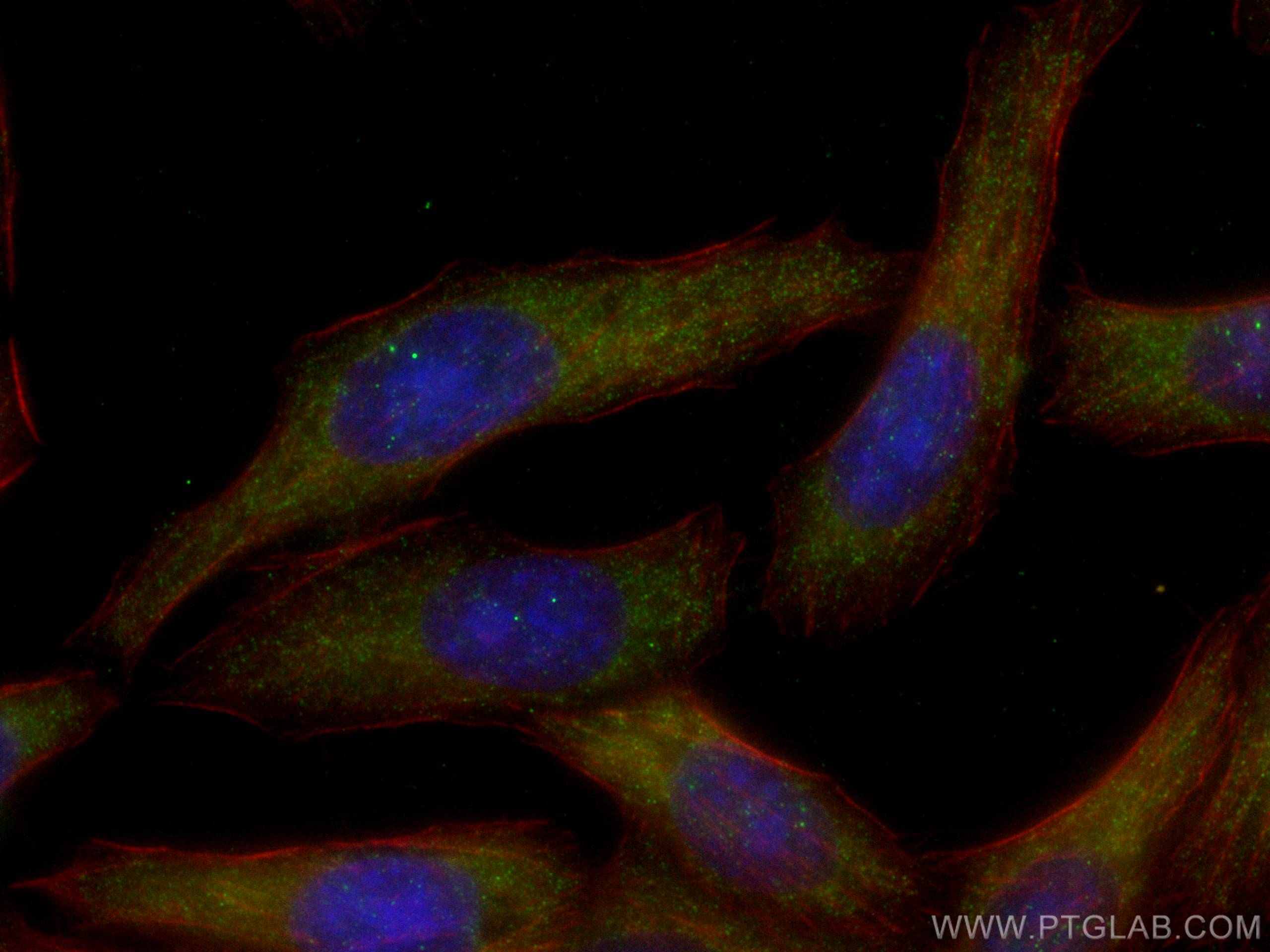 Immunofluorescence (IF) / fluorescent staining of L02 cells using IFN Beta Polyclonal antibody (27506-1-AP)