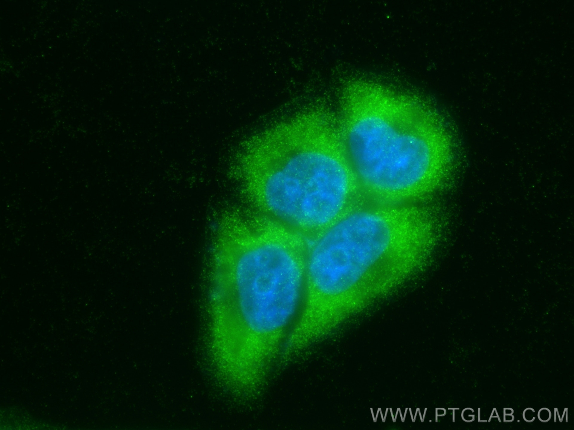 Immunofluorescence (IF) / fluorescent staining of L02 cells using IFN-beta Polyclonal antibody (27506-1-AP)