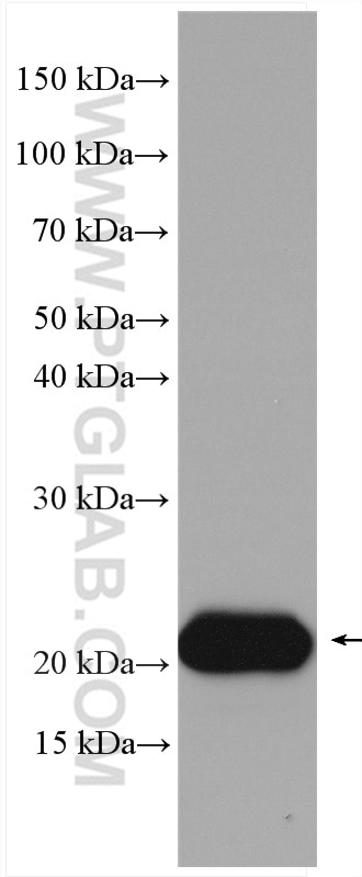 Western Blot (WB) analysis of Recombinant protein using IFN Beta Polyclonal antibody (27506-1-AP)