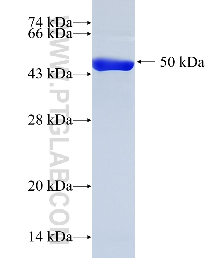 Involucrin fusion protein Ag29585 SDS-PAGE