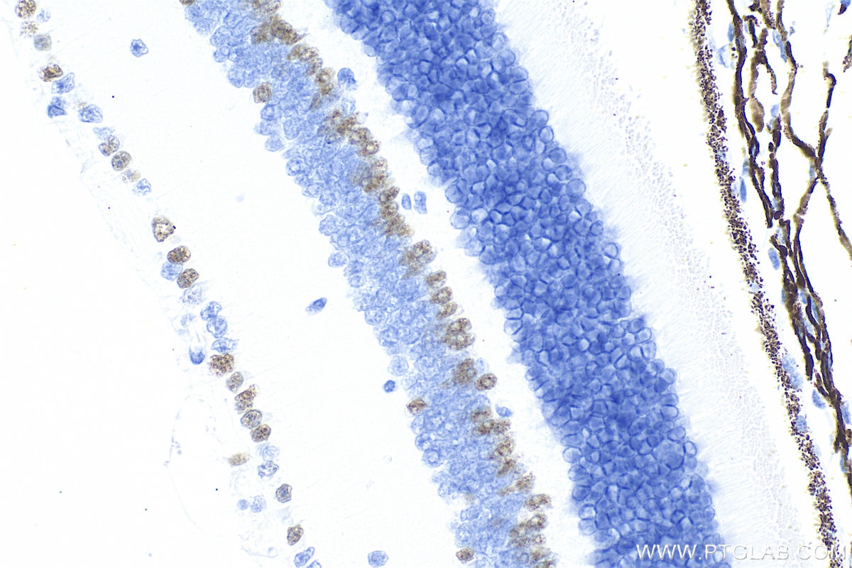 Immunohistochemical analysis of paraffin-embedded mouse eye tissue slide using 83784-4-RR (Islet 1 antibody) at dilution of 1:200 (under 40x lens). Heat mediated antigen retrieval with Tris-EDTA buffer (pH 9.0). Immunohistochemistry (IHC) staining of mouse eye tissue using Islet 1 Recombinant monoclonal antibody (83784-4-RR)